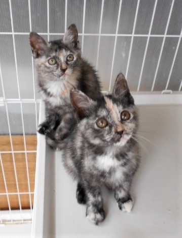 猫姉妹さま専用 61onsuL9PWL._UF894,1000_QL80_.jpg