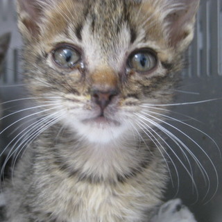 キジトラ、サバトラ3兄弟！期限6月27日迄！①