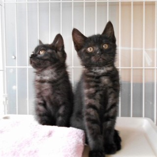 黒猫 2ヵ月