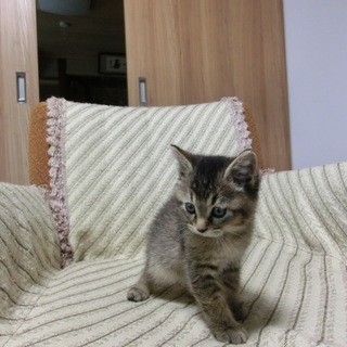 子猫の里親募集