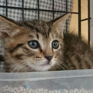 人なれOK チビキジてるてる君 