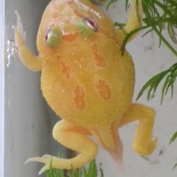 「大人の階段の～ぼる～♪」サムネイル2