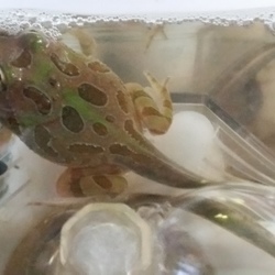 「大人の階段の～ぼる～♪」サムネイル3