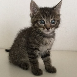 キジトラ子猫ちゃん