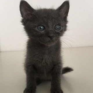 グレー子猫ちゃん