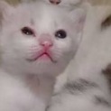 里親募集