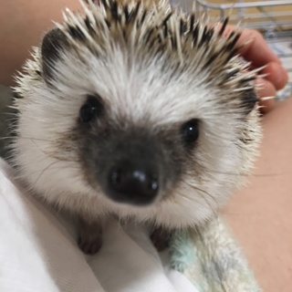 一度募集終了させていただきます。