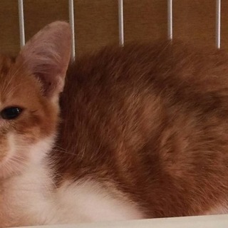 茶トラ×白の男の子