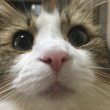 ハムスターみたいな(´ω｀)