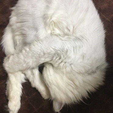 コロン♪(´ω｀)