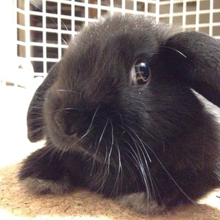 里親様決まりました！