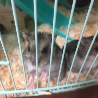 2ヶ月のハムちゃん2匹です！！