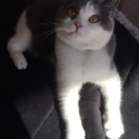 いくら(タンタン)