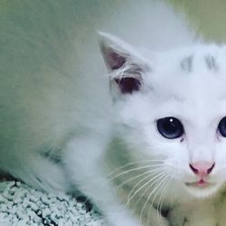 三重県津市　７月２日（日）子猫の譲渡会