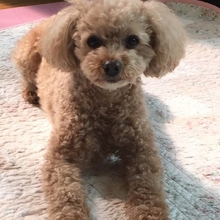 トイプードルの里親募集