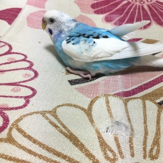 ありがとうございました。