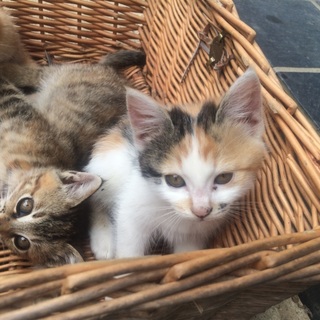 里親さん募集中@ぷっちょ∩^ω^∩