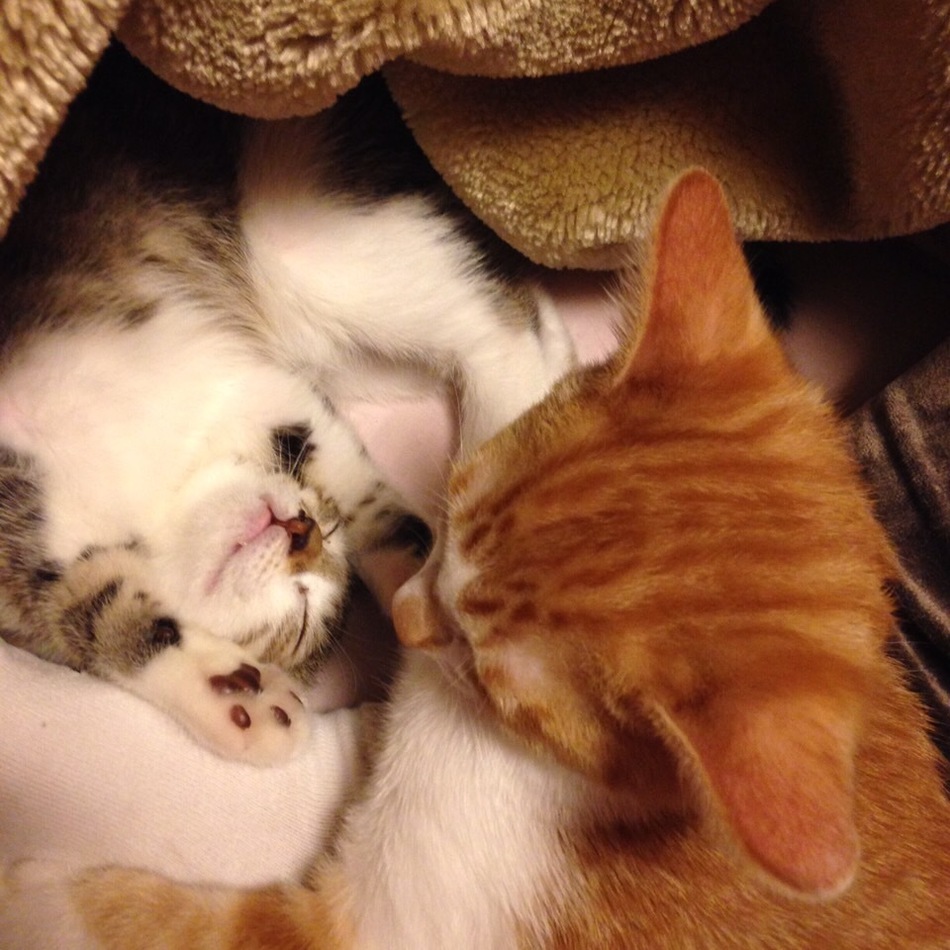 まろんのカバー写真