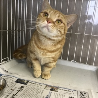 性格の良い短足マンチカンです♡