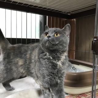 大人しく美人さんです。