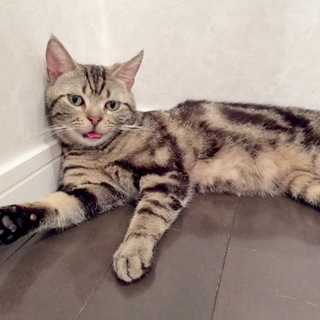 1歳 捨て猫アメショー