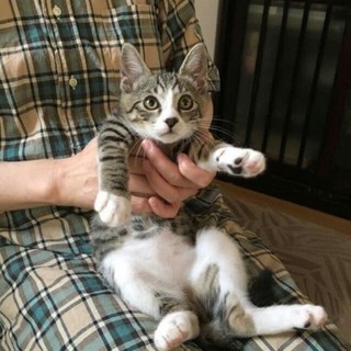 代理掲載・ライジーン