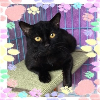 ナイーブで甘えん坊なイケメンの黒助くん(=^^=)