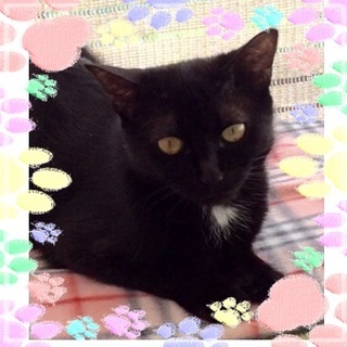 大人しくて、おすまし顔が可愛い女の子、黒美ちゃん♪