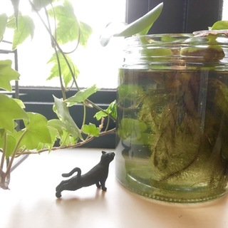 メダカを稚魚から育ててみませんか？