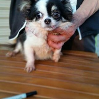 白 黒 チワワちゃん 兵庫県 犬の里親募集 ペットのおうち 月間利用者150万人