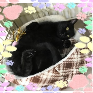 甘えん坊でユニークな歩き方の黒猫、テツ君(^^)/