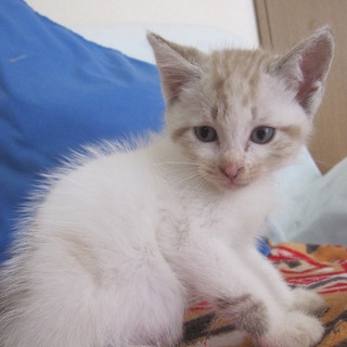 動画ありころっころのシャム系ミックスめらみん君