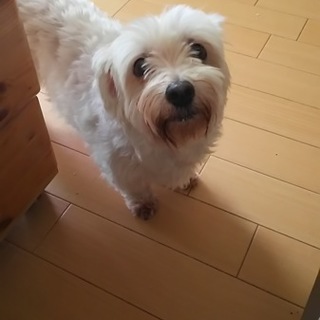 マルチーズ さとみちゃん 里親募集