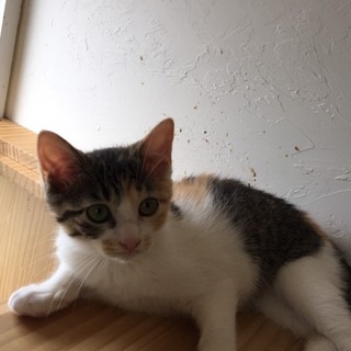 2か月の三毛の仔猫
