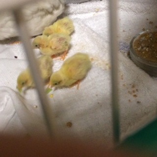 姫うずら雛里親募集