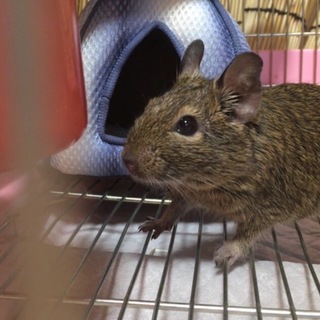 生後8ヶ月のデグーの女の子