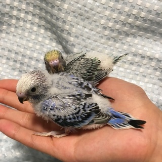 セキセイインコ雛の里親募集