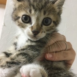 7月2日(日)に、愛知県豊川市で譲渡会！