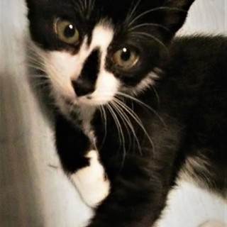 ひとりでいる所を保護。とても元気！！