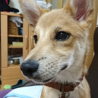 中型犬の子犬です♪