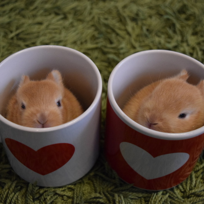 おやまるこのカバー写真