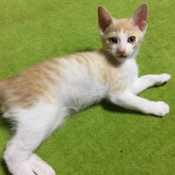 里親になりました♪