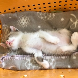 ボンネットより救出された兄弟、太郎くん