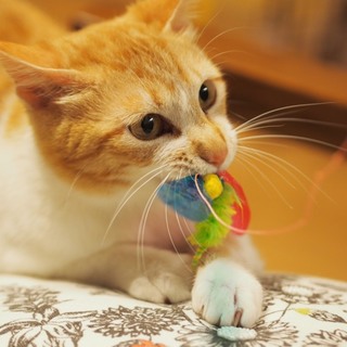 シャイガール、「ちまきちゃん」