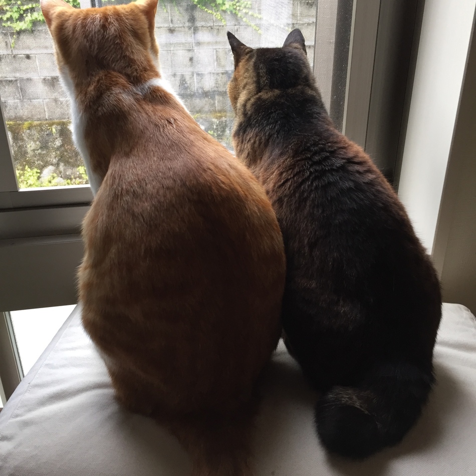 さくらのカバー写真