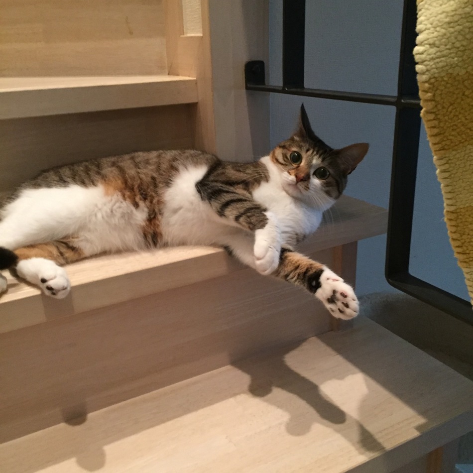 うめのカバー写真