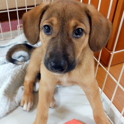 生後２カ月になりデカクなりました(^_^;)