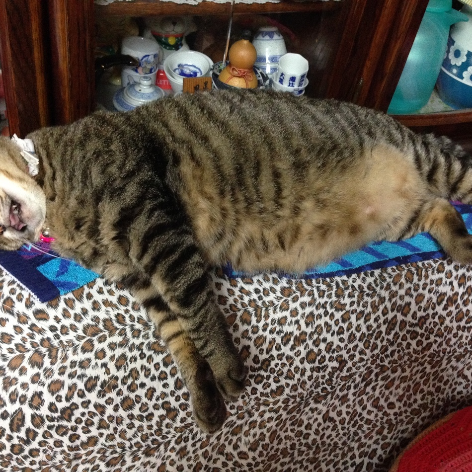 チャンコのカバー写真
