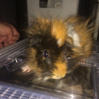 ヤングモルモット巻き毛です。