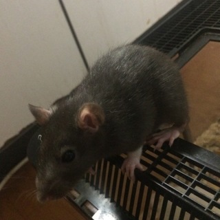 ラットの子供です。